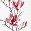 12 x Magnolia Japanese Spray