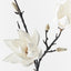 12 x Magnolia Japanese Spray