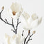12 x Magnolia Japanese Spray