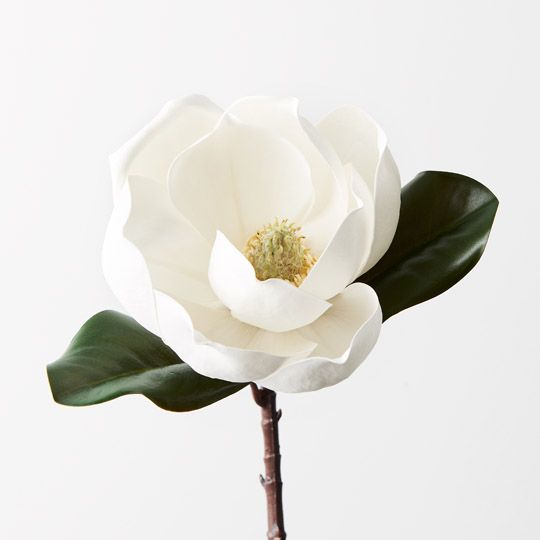 12 x Magnolia