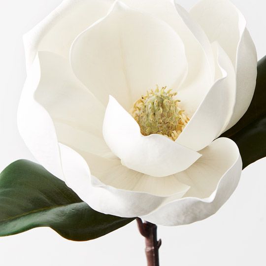 12 x Magnolia