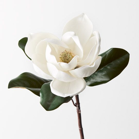 12 x Magnolia