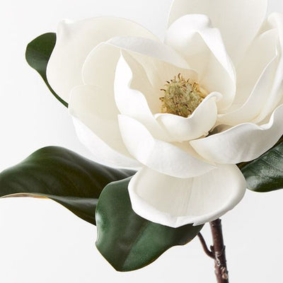 12 x Magnolia