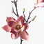 12 x Magnolia Japanese Spray