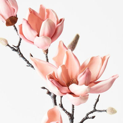 12 x Magnolia Japanese Spray