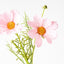 24 x Cosmos Spray