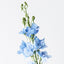 12 x Delphinium