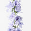 12 x Delphinium