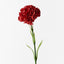 12 x Carnation