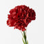 12 x Carnation