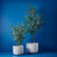 Linear Pot (set/2)