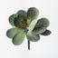 12 x Kalanchoe Flapjack