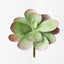 12 x Kalanchoe Flapjack