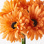 6 x Gerbera Bouquet