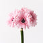 6 x Gerbera Bouquet