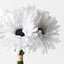 6 x Gerbera Bouquet