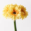 6 x Gerbera Bouquet