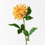 Dahlia (Set of 12)