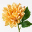 Dahlia (Set of 12)