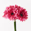 6 x Gerbera Bouquet