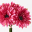 6 x Gerbera Bouquet