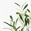 12 x Olive Leaf Spray