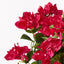 6 x Bougainvillea Bush