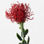 12 x Protea Leucospermum