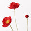 Poppy Iceland Spray