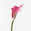 24 x Calla Lily