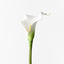 24 x Calla Lily