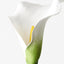 24 x Calla Lily