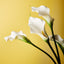 24 x Calla Lily