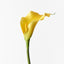 24 x Calla Lily