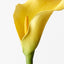24 x Calla Lily