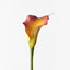 24 x Calla Lily