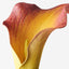 24 x Calla Lily