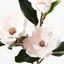 12 x Magnolia Japanese Spray