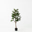 Fiddle Leaf Tree (Set of 2)
