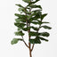 Fiddle Leaf Tree (Set of 2)