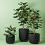 Fiddle Leaf Tree (Set of 2)