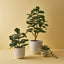 Fiddle Leaf Tree (Set of 2)