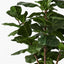 2 x Fiddle Leaf Tree