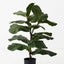 2 x Fiddle Leaf Plant