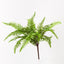 12 x Fern Boston Bush
