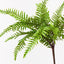 12 x Fern Boston Bush
