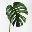 6 x Monstera Leaf
