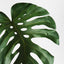 6 x Monstera Leaf