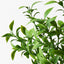 12 x Ruscus Bush
