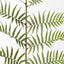 4 x Fern Frond